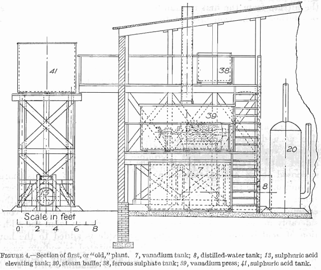 section of first or old plant