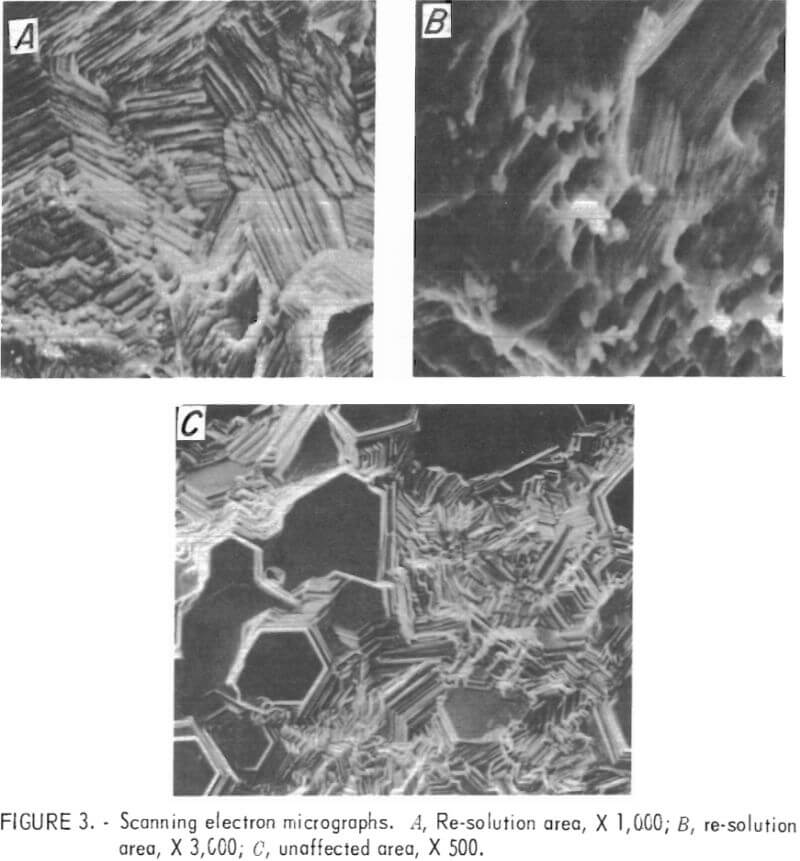 scanning electron micrographs