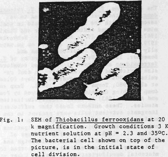 bioleaching sem of thiobacillus ferrooxidans