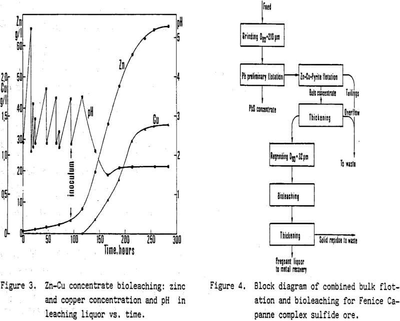 mineral processing concentrate bioleaching