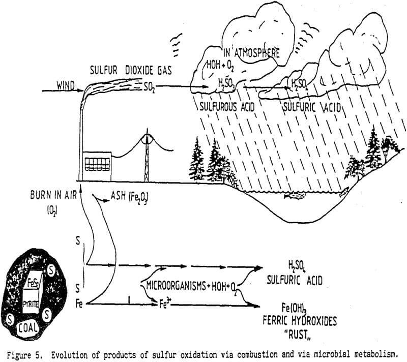 mineral processing evolution of products of sulfur oxidation