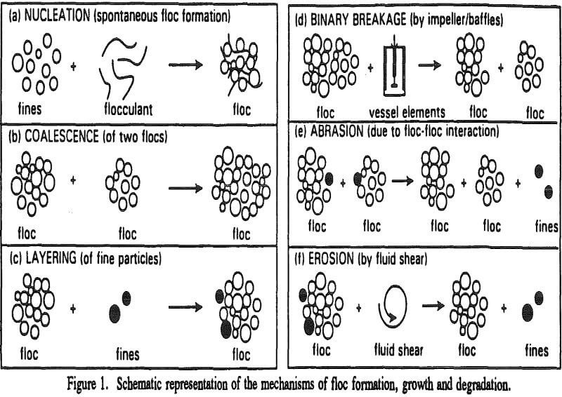 flocculation mechanism of floc formation