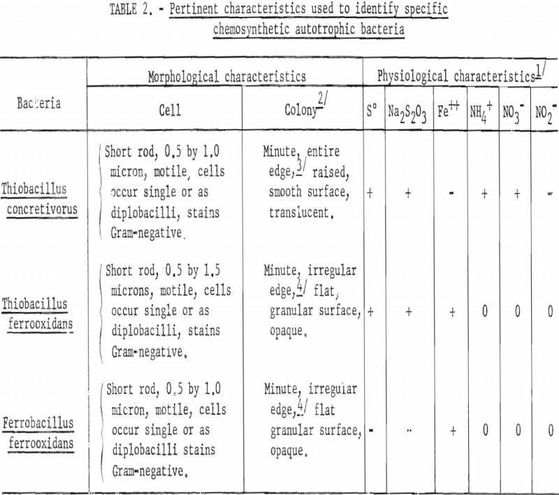 autotrophic bacteria chemosynthetic