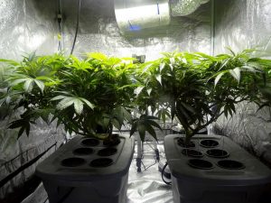 Water Quality for Cannabis Greenhouses - 911Metallurgist