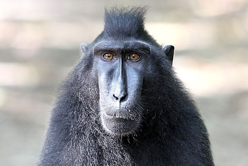 800px Celebes crested macaque