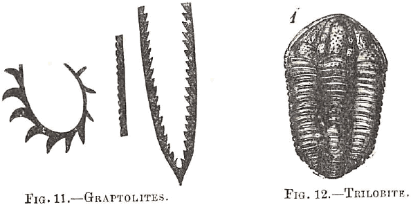 Graptolites